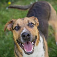 TOBI  Tapferer Junghund sucht seinen Neuanfang, Hund zur Adoption