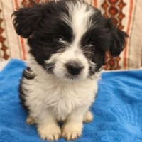 Finja, Hund zur Adoption