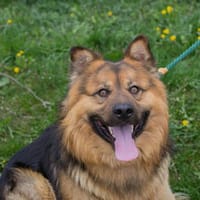 WUTZ  Fröhlicher Herzenshund sucht ein neues Zuhause, Hund zur Adoption