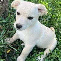 Anastasia, Hündin zur Adoption