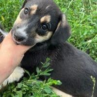 Ida, Hündin zur Adoption