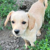 Sunny, Hund zur Adoption