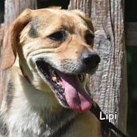 LIPI, Hund zur Adoption