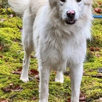 Knut sucht seinen Deckel/ wartet in 82284, Hündin zur Adoption
