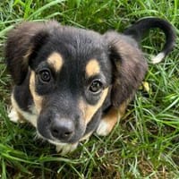 Eli, Hündin zur Adoption