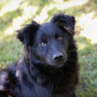 JOSHA  Fröhlicher Junghund sucht aktive Menschen, Hund zur Adoption