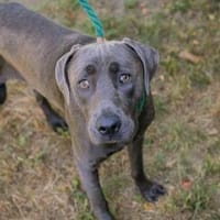 Wunderschöner silberner Labrador (Mix) Ash, Hund zur Adoption