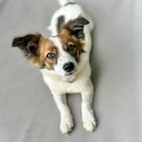 Aluna  liebevoll, sozial und eine entspannte Begleitung, Hündin zur Adoption