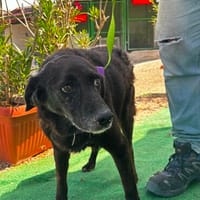 Roberta, Hündin zur Adoption