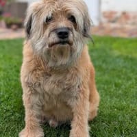 Chadwick sucht sein Für-immer-Zuhause!, Hund zur Adoption