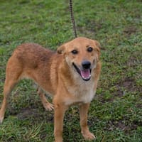 ODIN - verschmuster Jungspund sucht seine Menschen, Hund zur Adoption