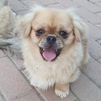 Kleiner Pekinese aus dem Tierschutz, Hund zur Adoption