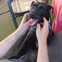 Amber  ist ein kleiner Rohdiamant, Hündin zur Adoption