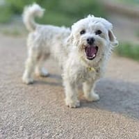 Kleine Sasha sucht Liebe und Geborgenheit (E), Hündin zur Adoption