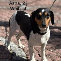 Traumhündin Astra in 83533 Edling (Bayern), Hündin zur Adoption