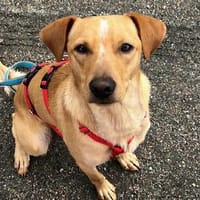 Ranger - der feinfühlige und neugierige Begleiter, Hund zur Adoption
