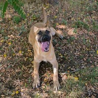 NINO  Junger Malinois-Mix sucht seine Chance, Hund zur Adoption