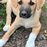 John, Hund zur Adoption