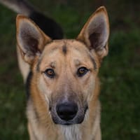 BASTI  Freiheitsliebender Rüde sucht aktive Menschen, Hund zur Adoption