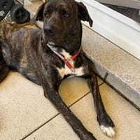 Melly - die lebensfrohe, verschmuste Hündin, Hündin zur Adoption