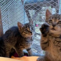 Max, Maya, Merle, Mia und Milo suchen ihr Für-immer-Zuhause, Katze zur Adoption