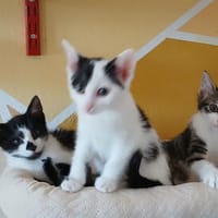Zuhause gesucht für Paula und Paulino, Kater zur Adoption