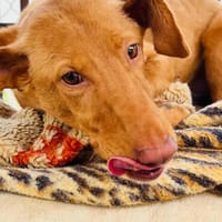 Freundlicher Zeus2 sucht seine Familie, Hund zur Adoption