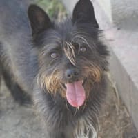 Angelo, auf Pflegestelle in 26817 Rhauderfehn, Hund zur Adoption