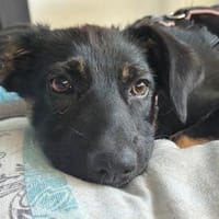 TALIA  sucht ihr Für-immer-Zuhause, Hündin zur Adoption