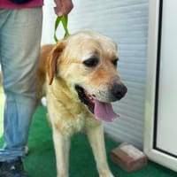 Leon Labrador Mix, Hund zur Adoption