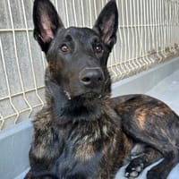 REX, chien à adopter