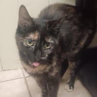 Chatouille, chatte à adopter
