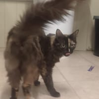 NOUGAT, chatte à adopter