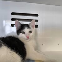 MBAPPE, chat à adopter