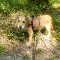 JUNIOR, chien à adopter