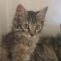 Naku, chatte à adopter