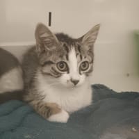 Akuma  "en cours d'adoption", chatte à adopter