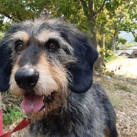 IRISSON, chien à adopter