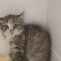 Peps, chatte à adopter