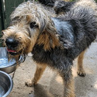 BARBOUILLE, chien à adopter