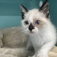 Mimou (EN COURS D'ADOPTION), chatte à adopter