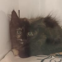 Patchouli, chatte à adopter