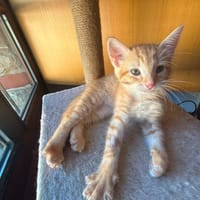 INO, chat à adopter