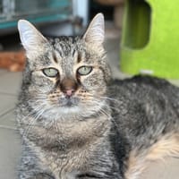 yoman, chat à adopter