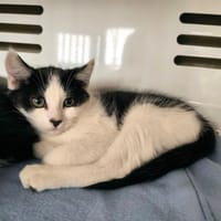 CHERKI, chatte à adopter