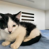 Olisé, chatte à adopter