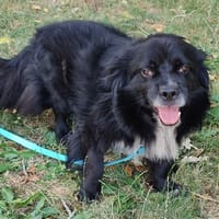 KOVU PAA24302, chien à adopter