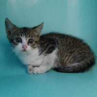 TOMBOY, chat à adopter