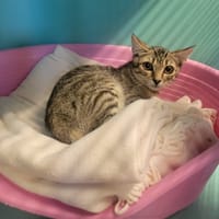 Kitou, chat à adopter