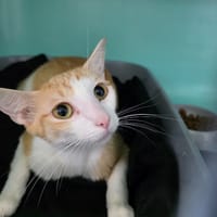 BRIE, chatte à adopter